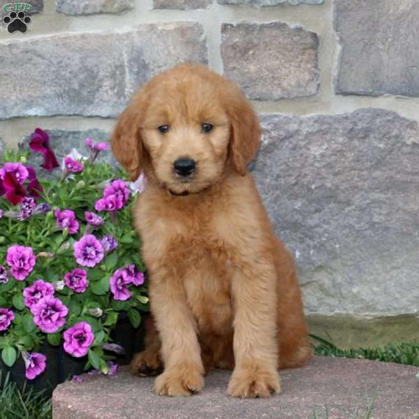 Gus, Goldendoodle Puppy